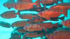 foto-dive-ssi_006.jpeg